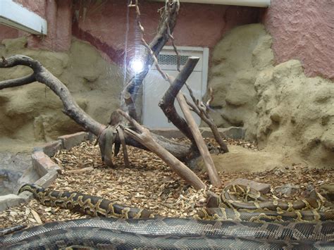 BOA CONSTRICTOR ENCLOSURE | ZooChat