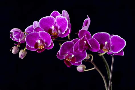 Blue and Purple Orchids Wallpapers on WallpaperDog