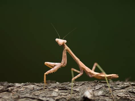 Praying Mantis Flying