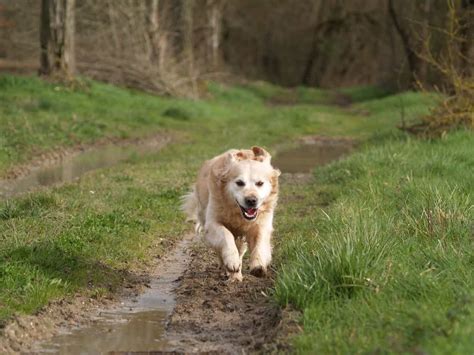 6 Most Beautiful Golden Retriever Mixes You Must See | Scout Knows