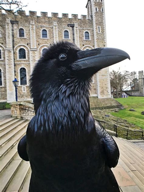 THE RAVENS OF THE TOWER OF LONDON – A MEDIEVAL POTPOURRI