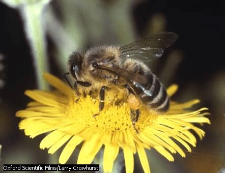 Pollination - Types of Pollination - Forestrypedia