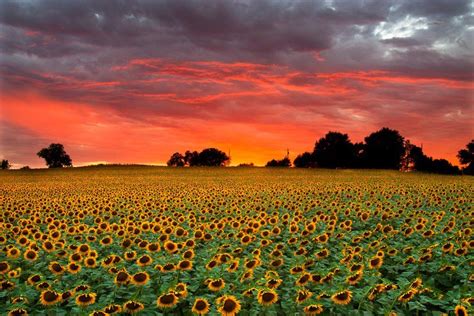 kansas sunset over sunflowers ... jason soden Beautiful Sunset, Kansas, Farmland, Vineyard ...