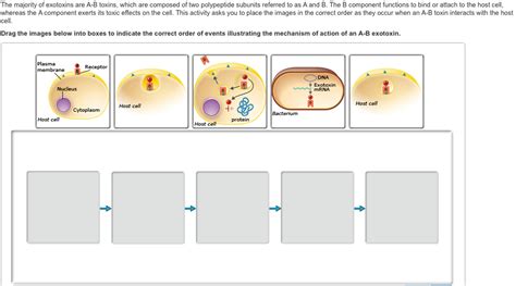 Solved The majority of exotoxins are A-B toxins, which are | Chegg.com