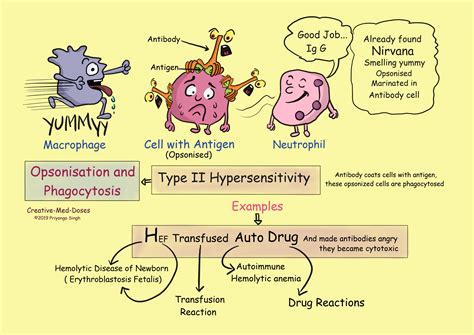 Type II Hypersensitivity-Antibody Mediated - Creative Med Doses