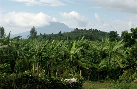 Mount Nyiragongo | Location, Eruptions, History, & Map | Britannica