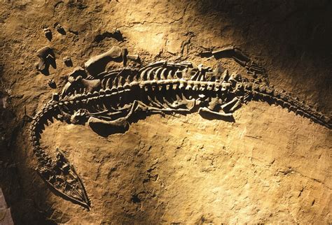 Sulla pista dei fossili: i precursori della paleontologia