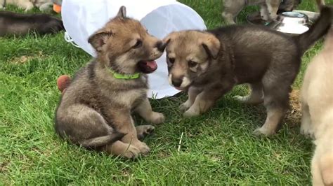 saarloos wolfdog puppies - YouTube