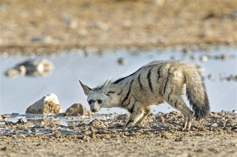 Aardwolf - Stock Image - C018/9295 - Science Photo Library