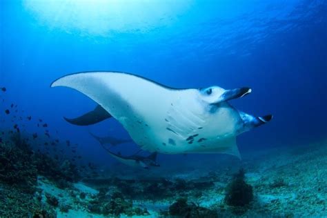 Manta Ray - A-Z Animals