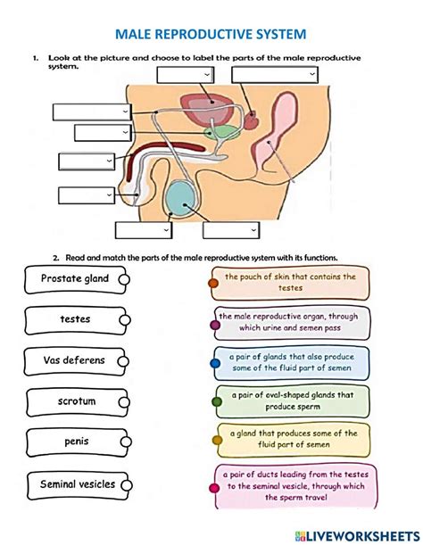 Male Reproductive System Worksheet Answer Key - prntbl.concejomunicipaldechinu.gov.co