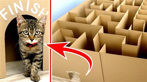 GIANT Maze Labyrinth for Cat Kittens. Can they EXIT? | World Cat Comedy