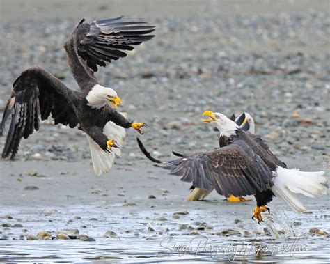 Bald Eagles fight - Shetzers Photography