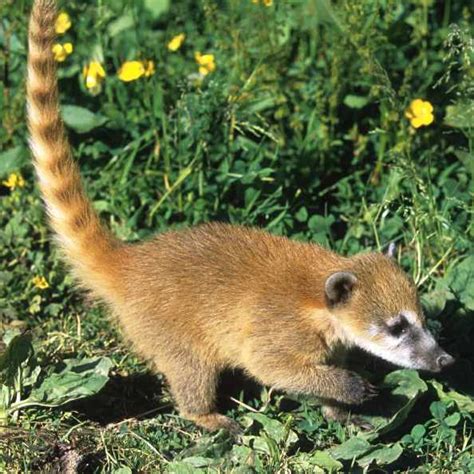 Coati