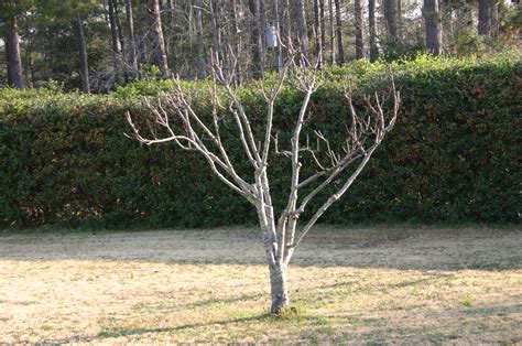 Peach – Pruning | Walter Reeves: The Georgia Gardener