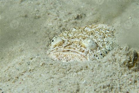 Stargazer priest fish while hiding in sand in Philippines 19084151 ...