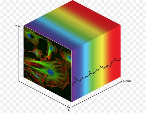 Hyperspectral Imaging for Thyroid and Salivary Gland Tumor Detection