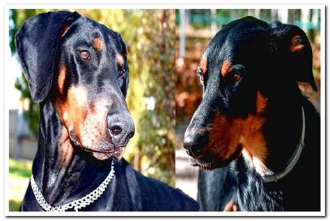 Differences between the Beauceron and the Doberman - Dogsis