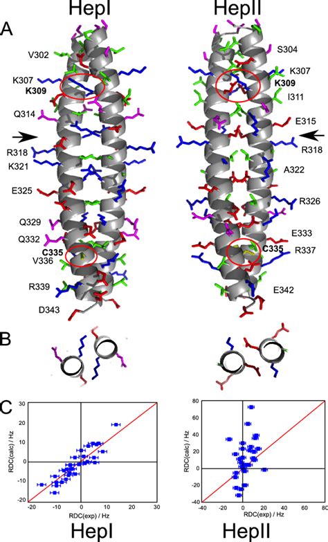 A, model of the proposed conformations of the Nek2 leucine zipper. The... | Download Scientific ...