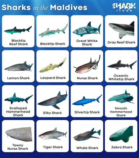 List of Sharks in the Maldives with Pictures