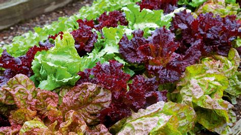 When to plant lettuce: to enjoy crops through the year | Homes & Gardens