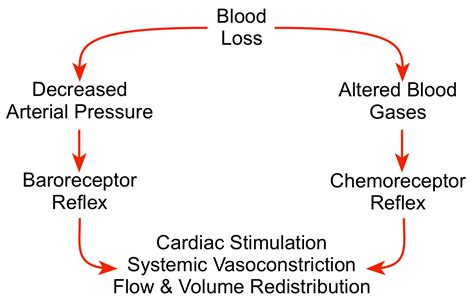 CV Physiology | Hemorrhagic Shock