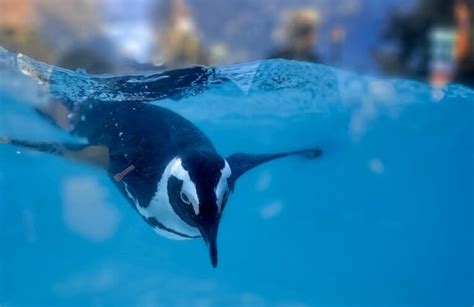 Dubai Aquarium and Penguin Cove Tickets - 2023 Offers