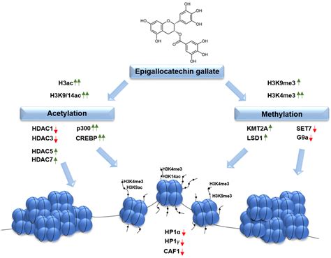 Molecules | Free Full-Text | Epigallocatechin-3-gallate (EGCG) Alters ...