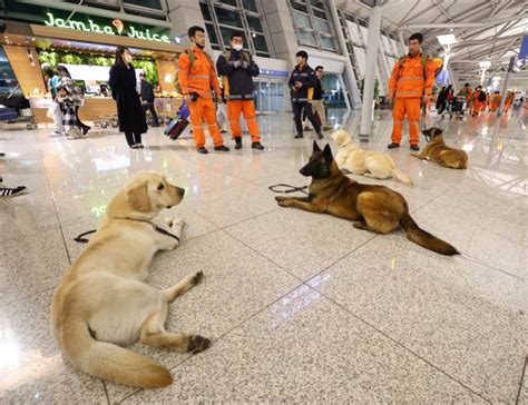 The dogs helping find earthquake survivors in Turkey | Turkey-Syria ...