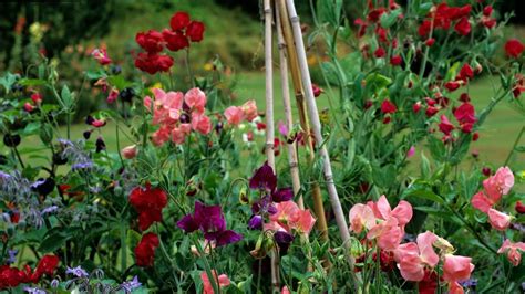 When to plant sweet peas: for the best results | Homes & Gardens