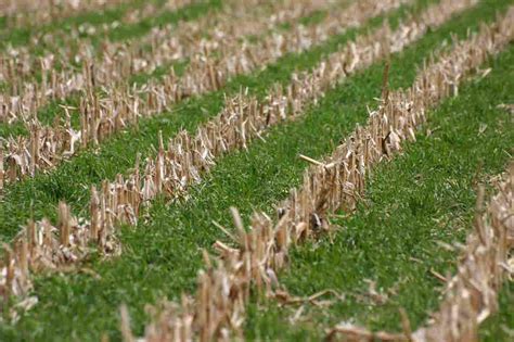 How To Make Farmers Love Cover Crops? Pay Them : The Salt : NPR