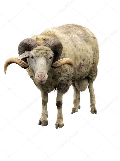 Sheep ram with horns isolated over white — Stock Photo © arogant #18277865