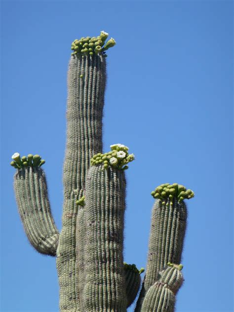 Road Runner: Saguaro Cactus Flower & Others