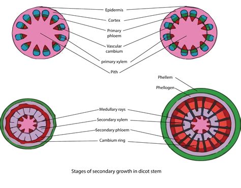 Explain the process of secondary growth in the stems of woody angiosperms with the help of ...