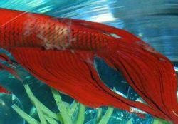 Complete Guide to Betta Fish Diseases and Treatment (with pictures) - Fish Care