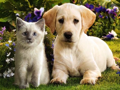 It's HD | Animals-Funny-Wallpapers: cute puppies and kittens wallpaper