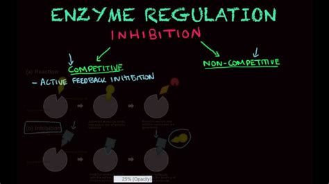 Enzyme Regulation - Biology tutorial - YouTube