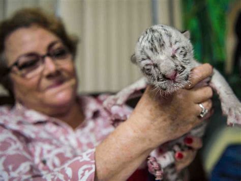 Genetic anomaly - Rare white tiger born at Nicaragua zoo | The Economic ...