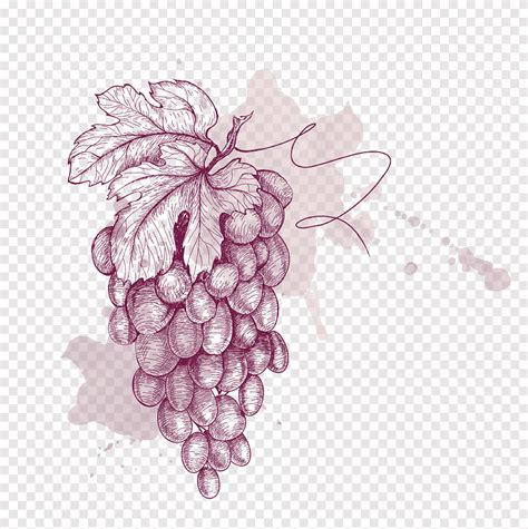 Grape Drawing Illustration, Painted purple grapes material, watercolor Painting, purple png | PNGEgg