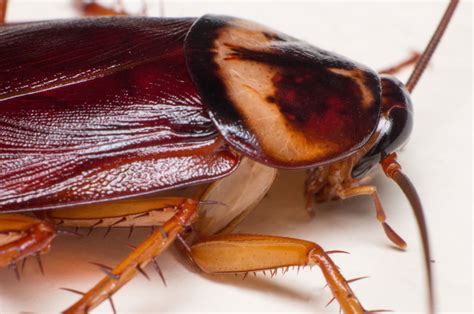 How To Identify Different Roach Species | Evans Pest Control ...