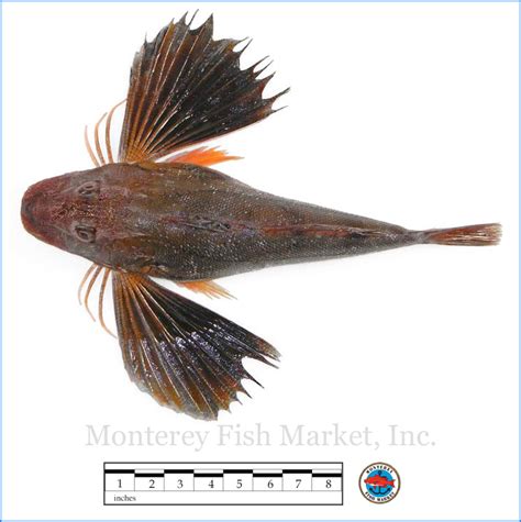 Northern Sea Robin - Monterey Fish Market Seafood Index — Monterey Fish ...