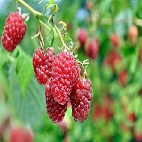 Raspberry Seed - How to Grow Raspberries from Seed