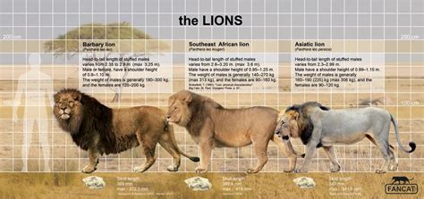 The lions size by bigfancat on DeviantArt | Asiatic lion, Wild cat ...