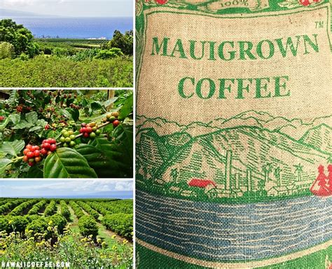 Who are Hawaii's Coffee Superstars? - Hawaii Coffee Farms