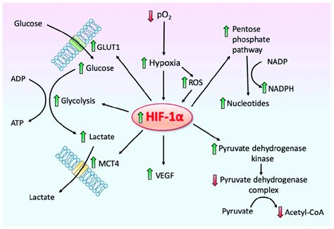 Hypoxia inducible factor-1 alpha (HIF-1α) is a central transcription ...