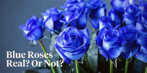 Do Blue Roses Exist - Are There Any Real Blue Roses? - Article on Thursd