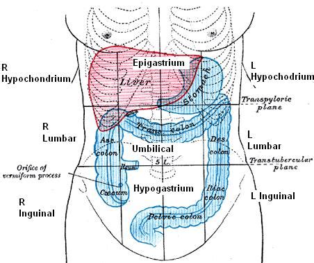 .: Medicina Islamica :.: Anatomi Cavum Abdomen