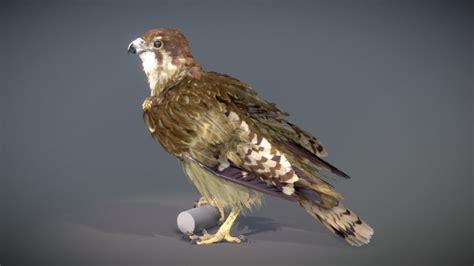 Kite 3D models - Sketchfab