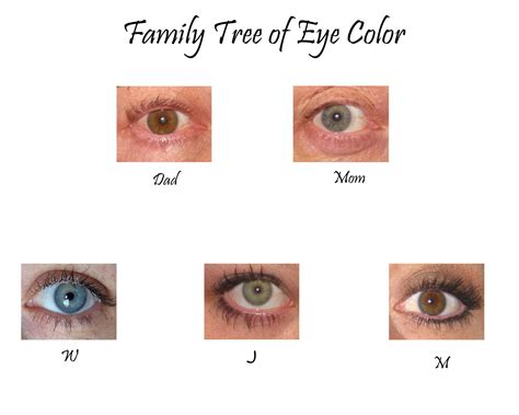 Image result for families with different eye color