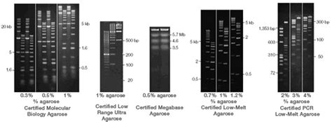 1 2 Agarose Gel Recipe | Bryont Blog